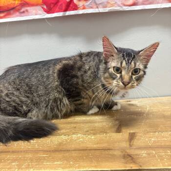 Rescue Domestic Medium Hair Cats for Adoption in Normal, Illinois - Woran | PetCurious