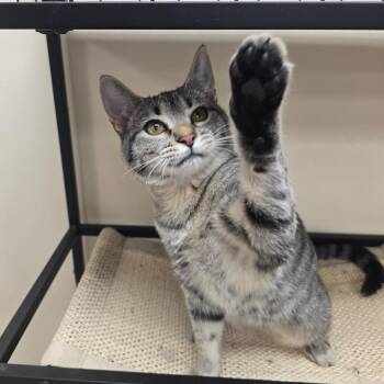 Toph -  Domestic Short Hair Cat for Adoption in Huntsville, Alabama - Toph | PetCurious