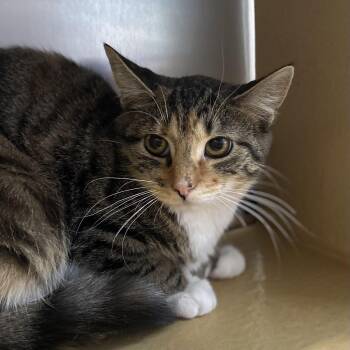 Bambina -  Domestic Short Hair Cat for Adoption in Norwalk, Connecticut - Bambina | PetCurious