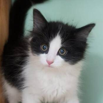 Domestic Medium Hair Cats Available for Adoption in Shinnston, West Virginia - Batman | PetCurious