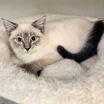 Sweet Pea -  Siamese Cat for Adoption in Quincy, California - Sweet Pea | PetCurious