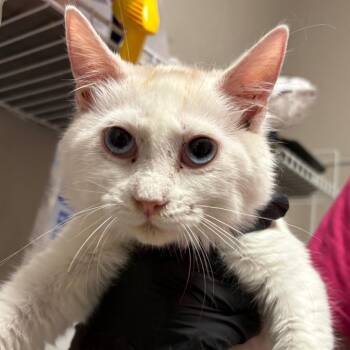 Moon Racer -  Domestic Short Hair Cat for Adoption in Yuma, Arizona - Moon Racer | PetCurious