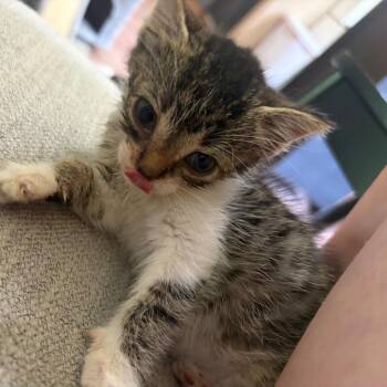 Poppy C11854 -  Domestic Short Hair Cat for Adoption - Poppy C11854 | PetCurious