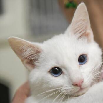 Giovanni -  Domestic Short Hair Cat for Adoption in Redwood City, California - Giovanni | PetCurious