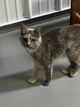 Jackie -  Dilute Calico Cat for Adoption in Big Rapids, Michigan - Jackie | PetCurious