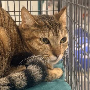 Domestic Short Hair Cats Available for Adoption in Las Cruces, New Mexico - Maya | PetCurious