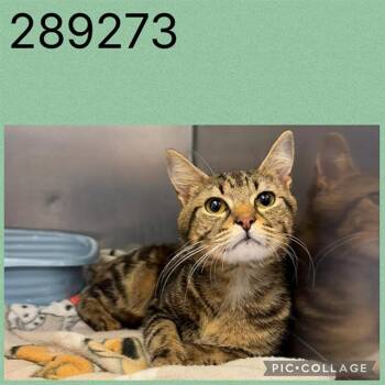 HUTCH -  Domestic Short Hair Cat for Adoption in Macon, Georgia - HUTCH | PetCurious
