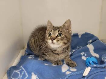 Oragan -  Domestic Short Hair Cat for Adoption in Delson, Quebec - Oragan | PetCurious