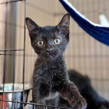 Yoda -  Domestic Short Hair Cat for Adoption in Nashville, Indiana - Yoda | PetCurious