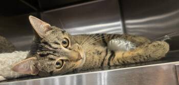 Robbie 26-046 -  Domestic Short Hair Cat for Adoption in Ocean Pines, Maryland - Robbie 26-046 | PetCurious