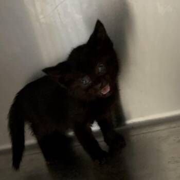 Dean -  Domestic Short Hair Cat Available for Adoption in Elberon, Virginia - Dean | PetCurious