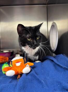 Domestic Short Hair Cats Available for Adoption - Lucy | PetCurious