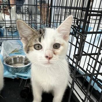 Domestic Short Hair Cats Available for Adoption in San Juan, San Juan - Doris | PetCurious