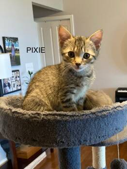 Pixie -  Domestic Short Hair Cat for Adoption in Johnson City, Tennessee - Pixie | PetCurious