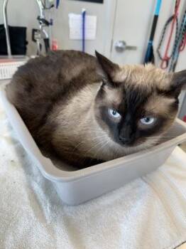 Simon -  Domestic Short Hair Cat for Adoption in Lafayette, Indiana - Simon | PetCurious