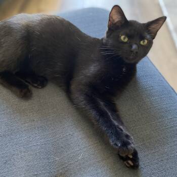 Rescue Domestic Short Hair Cats for Adoption in Sonoma, California - Charlie | PetCurious