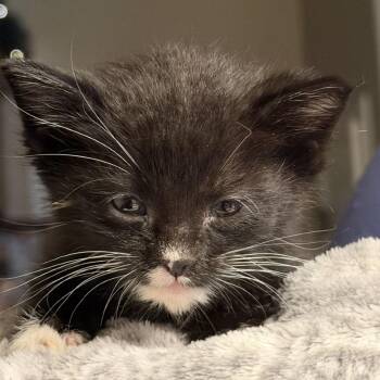 FWT Kirk -  Domestic Short Hair Cat for Adoption in Midland, Texas - FWT Kirk | PetCurious