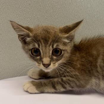 Mars -  Domestic Short Hair Cat for Adoption in Tampa, Florida - Mars | PetCurious