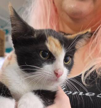 Atari -  Domestic Short Hair Cat for Adoption in Buford, Georgia - Atari | PetCurious