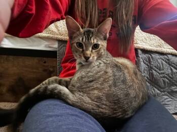 Rescue Domestic Short Hair Cats for Adoption in San Jacinto, California - Cayenne | PetCurious