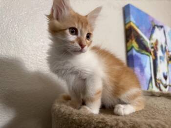 Domestic Medium Hair Cats Available for Adoption in Rio Linda, California - Bandit | PetCurious