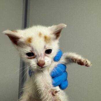 Domestic Short Hair Cats Available for Adoption in Concord, North Carolina - Colin | PetCurious