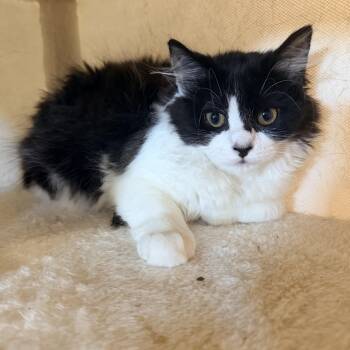 Skunk -  Tuxedo and Maine Coon Cat for Adoption in Crown Point, Indiana - Skunk | PetCurious