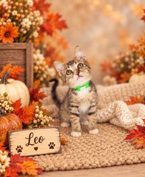 Leo -  Tabby Cat for Adoption in Tavares, Florida - Leo | PetCurious