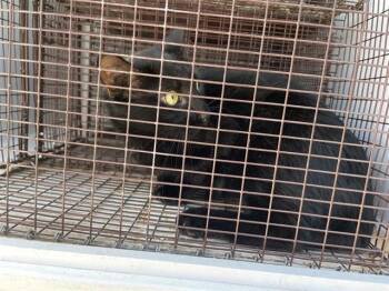 A659449 -  Domestic Short Hair Cat for Adoption in Houston, Texas - A659449 | PetCurious