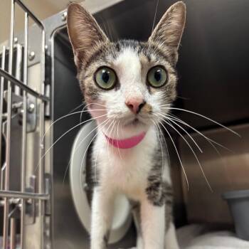 Dolly -  Domestic Short Hair Cat for Adoption in Lakeland, Florida - Dolly | PetCurious