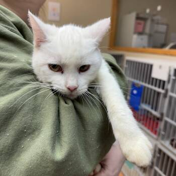Sophie -  Domestic Short Hair Cat for Adoption in Madison, Wisconsin - Sophie | PetCurious