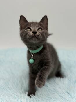 Dinky -  Russian Blue Cat for Adoption in Covington, Louisiana - Dinky | PetCurious