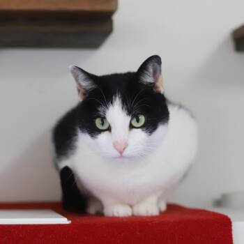 Snooki -  Domestic Short Hair Cat for Adoption in Fairhope, Alabama - Snooki | PetCurious