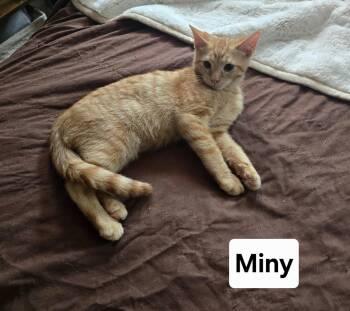 Miny -  Domestic Short Hair Cat for Adoption in Massillon, Ohio - Miny | PetCurious