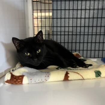 Domestic Short Hair Cats Available for Adoption in New York, New York - Mabel | PetCurious
