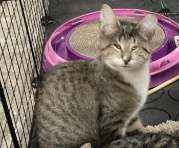 Rescue Domestic Short Hair Cats for Adoption in Nashville, Tennessee - Sara | PetCurious