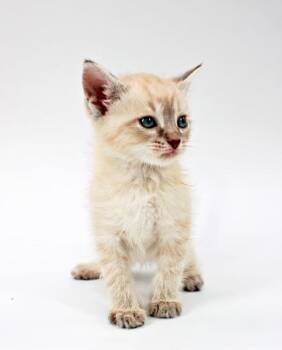 Domestic Long Hair and Domestic Short Hair Cats Available for Adoption in Morton Grove, Illinois - Ashton | PetCurious