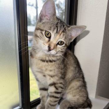 Oatmeal -  Domestic Short Hair Cat for Adoption in Spokane, Washington - Oatmeal | PetCurious