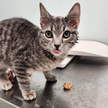 Domestic Short Hair Cats Available for Adoption - Bouquet | PetCurious