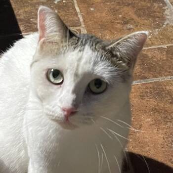 Arabella -  Domestic Short Hair Cat for Adoption in Liverpool, Texas - Arabella | PetCurious