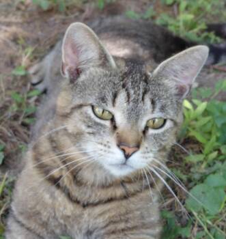 Luna -  Domestic Short Hair Cat for Adoption in Paris, Kentucky - Luna | PetCurious