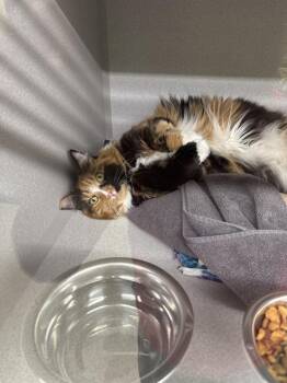 CHIPS -  Domestic Long Hair and Domestic Short Hair Cat for Adoption in Omaha, Nebraska - CHIPS | PetCurious