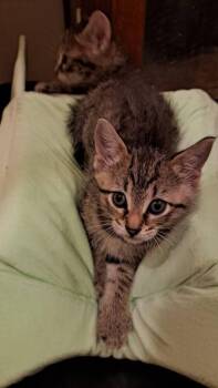 Robin -  Domestic Short Hair Cat for Adoption in St. Peters, Missouri - Robin | PetCurious