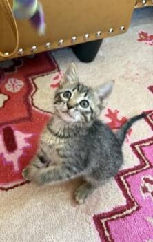 Tabby Cats Available for Adoption in Albuquerque, New Mexico - Sprout | PetCurious
