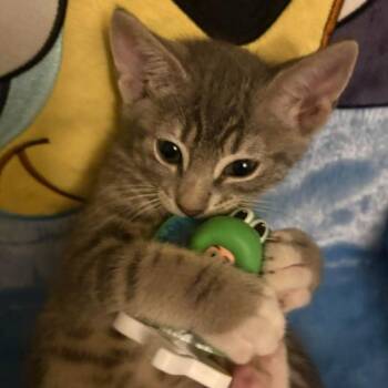 Domestic Short Hair Cats Available for Adoption in Incline Village, Nevada - Amperage | PetCurious
