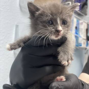 Rescue Domestic Medium Hair Cats for Adoption in Riverside, California - PeeWee | PetCurious