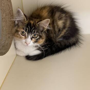 Marlow -  Domestic Medium Hair Cat for Adoption in Mauston, Wisconsin - Marlow | PetCurious