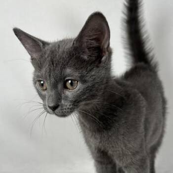 Smokey -  Domestic Short Hair Cat for Adoption in Johnson City, Tennessee - Smokey | PetCurious