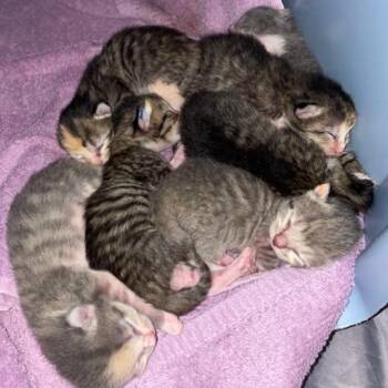 Domestic Short Hair Cats Available for Adoption in Bentonville, Arkansas - Fritz | PetCurious