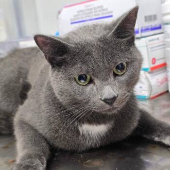 Cornflower -  Domestic Short Hair Cat for Adoption in Concord, North Carolina - Cornflower | PetCurious